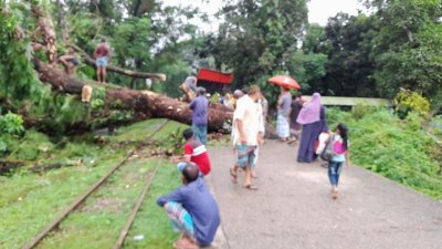 উপড়ে পড়া গাছ অপসারণের কাজ চলছে
