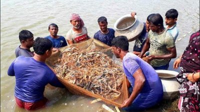 নতুন পদ্ধতিতে চিংড়ি চাষ করে দ্বিগুণ উৎপাদনের স্বপ্ন দেখছেন চাষিরা