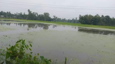 টানা বৃষ্টিতে বেড়েছে তিস্তার পানি