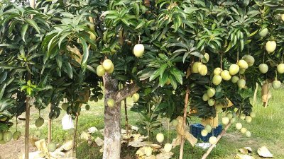 অসময়ে হওয়া গৌরমতি আম
