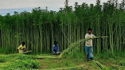 পাট কাটছেন কৃষক