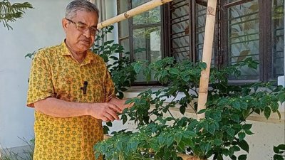 কুমিল্লার ঠাকুরপাড়ার বাগানবাড়ি এলাকায় শখের বশে এই মরিচের গাছ লাগিয়েছেন কৃষি উদ্যোক্তা আহমেদ জামিল সেলিম