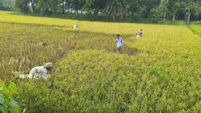 ময়মনসিংহে কম জমিতে আবাদ হলেও এবার আউশ ধানের ভালো ফলন হয়েছে