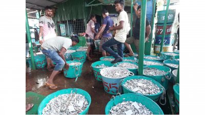 বেশি ধরা পড়ছে কাচকি ও চাপিলা মাছ