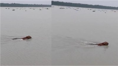 সাঁতার কেটে নদী পাড়ি দিচ্ছে রয়েল বেঙ্গল টাইগার