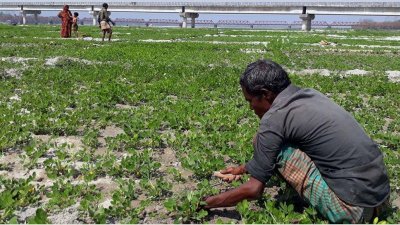 চরাঞ্চলের জমিতে খরা-সহনশীল ও স্বল্প জীবনকালীন ফসলের জাত, উপযুক্ত কৃষি প্রযুক্তি সম্প্রসারণ করা হবে (ফাইল ছবি)
