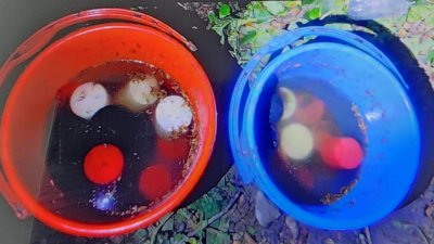 বেনাপোল স্থলবন্দরের ৩৫ নম্বর কেমিক্যাল গোডাউনের পেছনে একটি পুকুর পাড়ের বাঁশবাগান থেকে পরিত্যক্ত অবস্থায় আরও ২৫টি ককটেল উদ্ধার