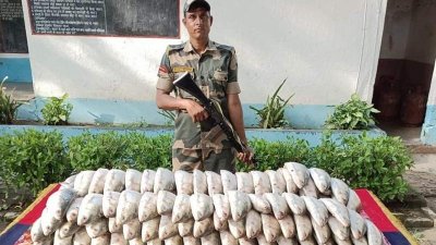 জব্দ ইলিশ