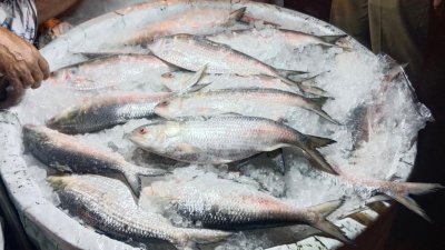 ইলিশ মাছ