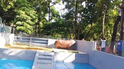 চিড়িয়াখানায় আনা জলহস্তী