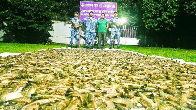 জব্দ করা বিষাক্ত জেলিযুক্ত চিংড়ি