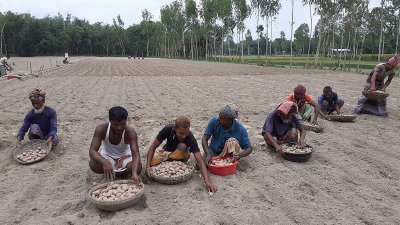 গত বছরের তুলনায় এবার ৩৩০ হেক্টর বেশি জমিতে আগাম আলু চাষ করা হবে