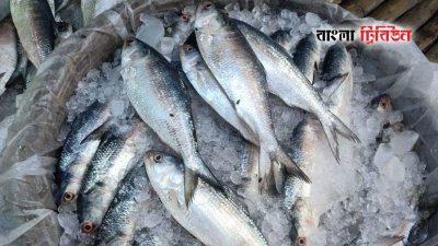 উপকূলীয় ইলিশ প্রজননক্ষেত্রের সাত হাজার বর্গকিলোমিটার এলাকায় থাকবে এ নিষেধাজ্ঞা