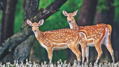 সুন্দরবণের হরিণ (ছবি: সংগৃহীত)