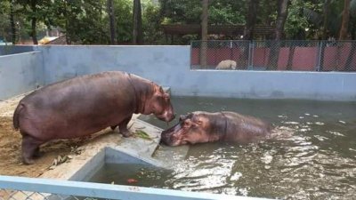 চট্টগ্রাম চিড়িয়াখানায় দুই জলহস্তী