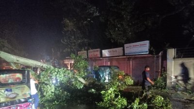 ঘূর্ণিঝড় হামুনের প্রভাবে কক্সবাজারে লন্ডভন্ড হয়ে গেছে গাছপালা (ছবি: ফোকাস বাংলা)