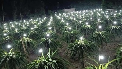 গাছে আগাম ফল পেতে বৈদ্যুতিক বাল্ব জ্বালিয়ে কৃত্রিম দিন করে রাখেন চাষিরা