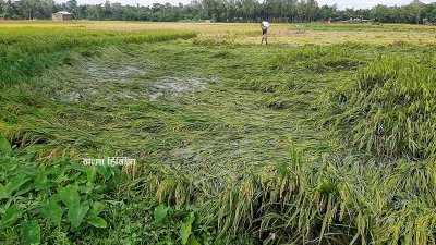 বাইক্কা বিল হাইল হাওর এলাকায় আমন ধান পড়ে গেছে