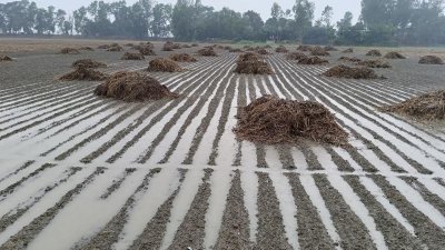 আলু ক্ষেতে পানি