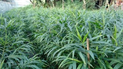 বস্তায় আদা চাষ