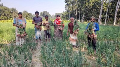 ৭০-৮০ টাকা কেজি দরে বিক্রি করছেন কৃষকরা