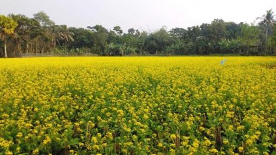 গতবার ফলন ভালো ছিল, সেকারণে এবার সরিষায় আগ্রহ বেশি চাষিদের