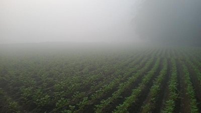 কুয়াশা ঢাকা শীতের সকাল