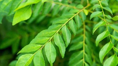 কারি পাতা। ছবি- সংগৃহীত
