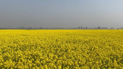 হিলির বিস্তীর্ণ এলাকাজুড়ে এখন হলুদের সমারোহ