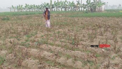 জয়পুরহাটে গত কয়েকদিন ধরে অব্যাহত ঘন কুয়াশার কারণে আলুক্ষেতে পচন রোগ দেখা দিয়েছে, ফলে গাছ মরে যাচ্ছে