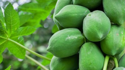 কাঁচা পেঁপের রয়েছে অনেক গুণ। ছবি- এনডিটিভি