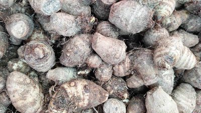 ভারত থেকে আমদানি করা কচুর মুখি