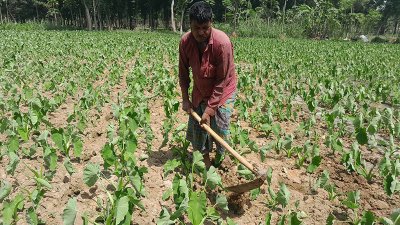 তীব্র গরমে নুইয়ে পড়েছে কচু গাছগুলো