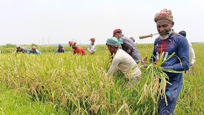 ধান কাটছেন কৃষক