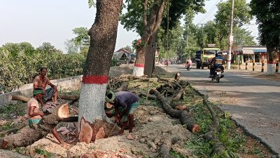 গাছ কাটা (ফাইল ছবি)