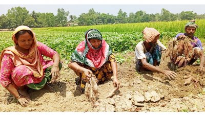 কৃষাণ-কৃষাণিরা জাপানি মিষ্টি আলু জমি থেকে তুলতে ব্যস্ত সময় পার করছেন