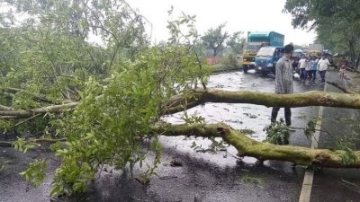 কালবৈশাখী ঝড়ে গাছ ভেঙে পড়ার ফাইল ছবি