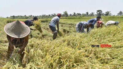 সোনালি ফসল বোরো ধান কাটায় ব্যস্ত রাজশাহীর চাষিরা