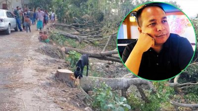 ভিটাপাড়া সড়কের কেটে ফেলা আম গাছ, পাশের ছবিতে আহম্মেদ সুমন