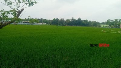 জলবায়ুর এই সংকটে আগামী দিনে খাদ্য উৎপাদন মারাত্মক ঝুঁকিতে পড়তে পারে বলে আশঙ্কা করা হচ্ছে