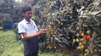 অতিরিক্ত গরমে দিনাজপুরে লিচুর গুটি ঝরে পড়ছে, দুশ্চিন্তায় চাষিরা