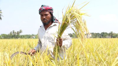 সোনালি ধান হাতে কৃষক (ছবি: প্রতিবেদক)