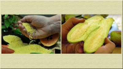 গোল্ডেন রাইস ও বিটি বেগুন। ছবি: আইআরআরআই