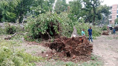 ঝড়ে উপড়ে পড়া গাছ