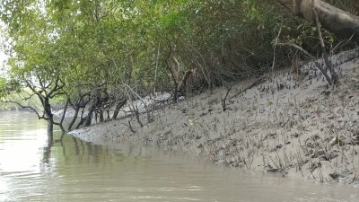 ঘূর্ণিঝড় রিমালে সুন্দরবনে ব্যাপক ক্ষয়ক্ষতি হয়েছে