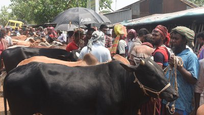 রাজশাহী নগরীর সিটি হাটে বিক্রির জন্য আনা গরু