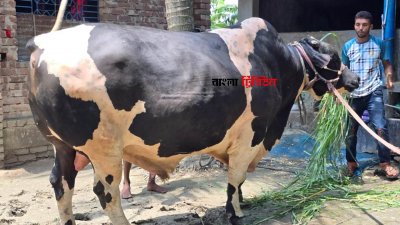 ষাঁড়টির নাম মাস্তান, ওজন ৩৮ মণ