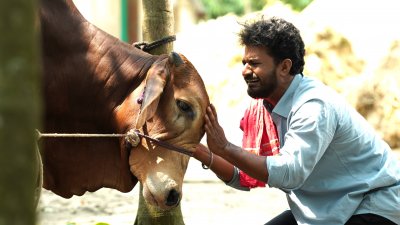 একটি দৃশ্যে প্রিয় গরুকে ধরে কাঁদছেন ফারহান