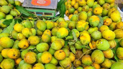ডায়াবেটিস রোগীরা অবশ্যই আম খেতে পারবেন, তবে নিয়ম মেনে। ছবি- বাংলা ট্রিবিউন
