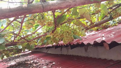 ময়নুল ইসলামের গাছে ধরা আঙুর